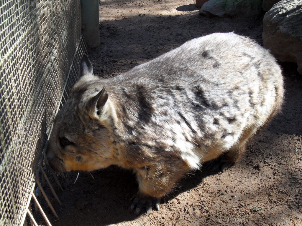 wombat australia