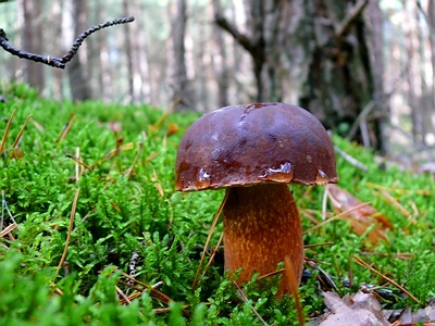 Mushroom Picking in Poland