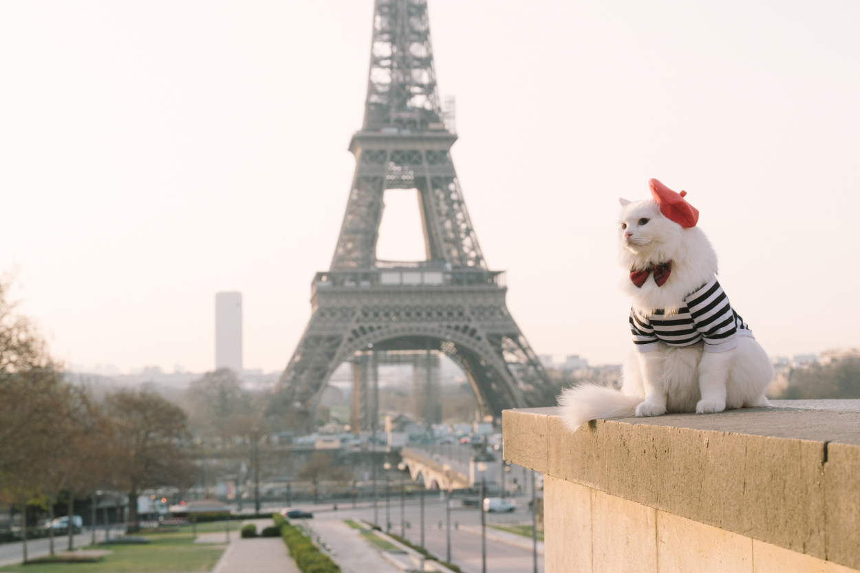 How to Travel with a Cat to Europe from USA