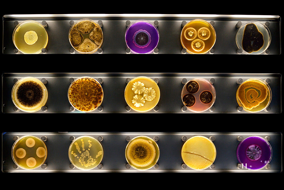 Micropia amsterdam Micropia amsterdam