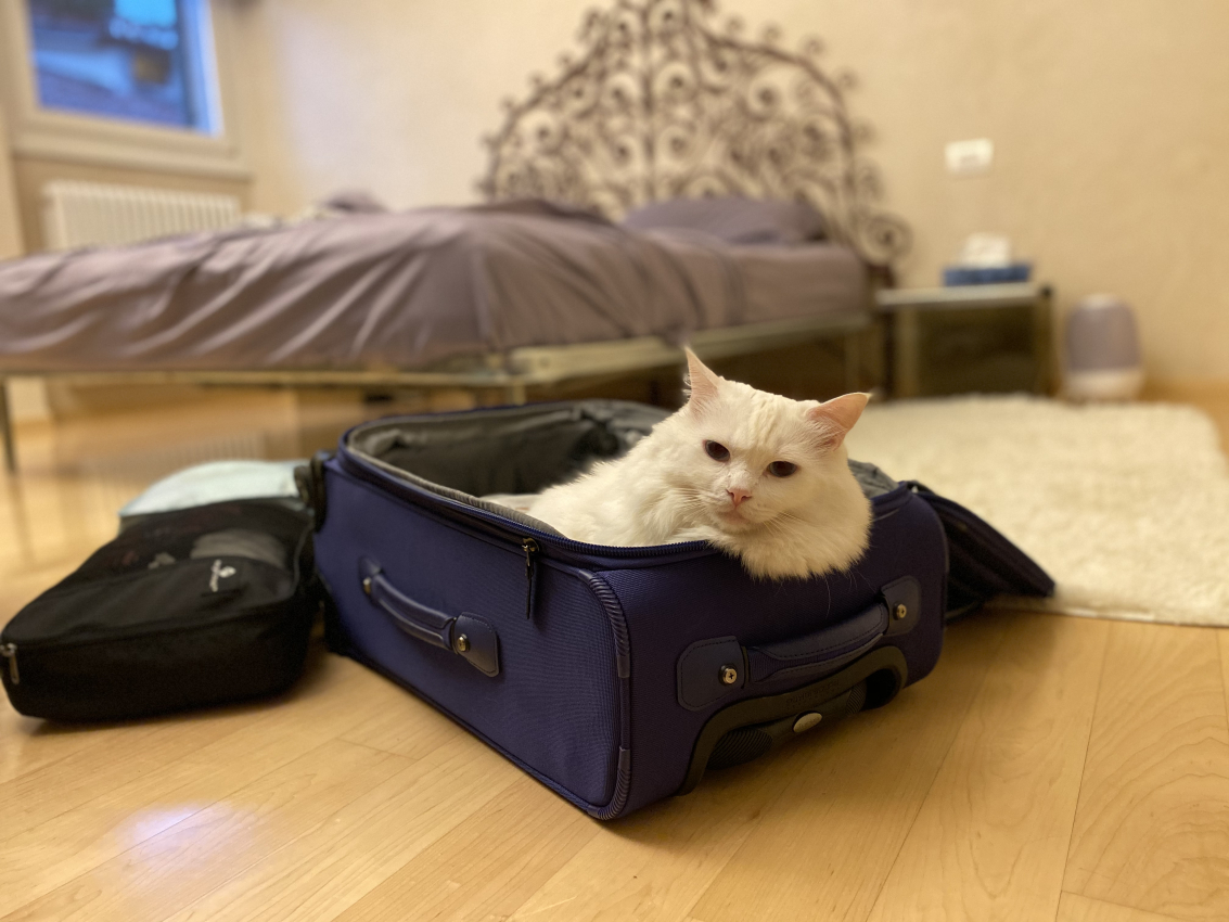 What to Do with Your Cat When You Travel