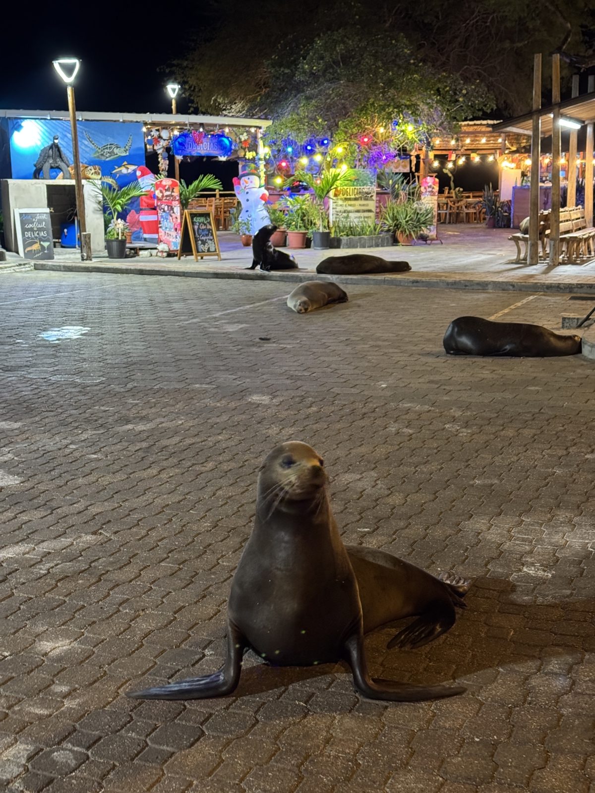free things in Galapagos