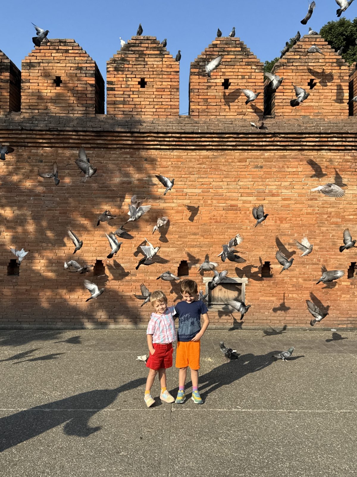Pigeon photos in Chiang Mai